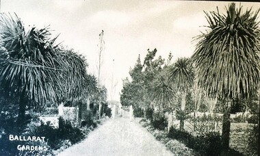 Postcard - Card Box Photographs, Palm Walk, Ballarat Botanic Gardens circa 1900