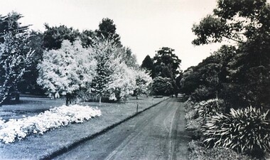 Postcard - Card Box Photographs, Ballarat Botanic Gardens circa 1910