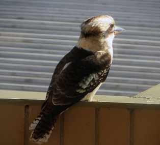 Photograph - Colour, Kookaburras, 2016, 17/08/2016