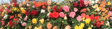 Photograph - Colour, Begonias at Ballarat, 2015, 2015