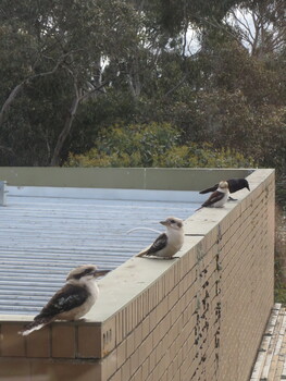 Kookaburras