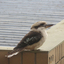 Kookaburra