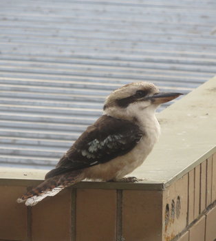 Kookaburra