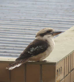 Kookaburra