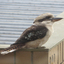 Kookaburra