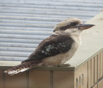 Kookaburra