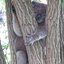 Koala at Tower Hill, 2015