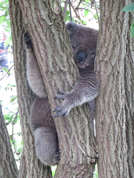 Koala at Tower Hill, 2015