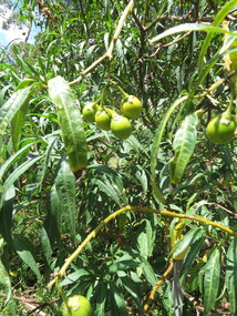 Photograph - Colour, Bush Tomato at Tower Hill, Victoria, 2015, 25/12/2015