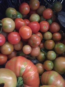 Photograph - Colour, Tomatoes Grown in Ballarat, 2015, 20/04/2016
