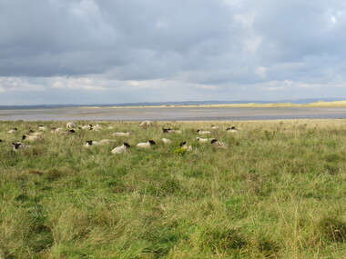 Digital photograph, Sheep, Lindisfarne Island, United Kingdom, 10/2016