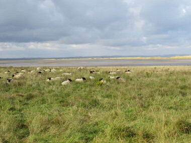 Digital photograph, Sheep, Lindisfarne Island, United Kingdom, 10/2016