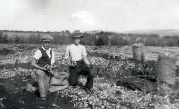 Two men bag onions that are lyingin a paddock