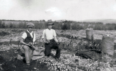 Two men bag onions that are lyingin a paddock