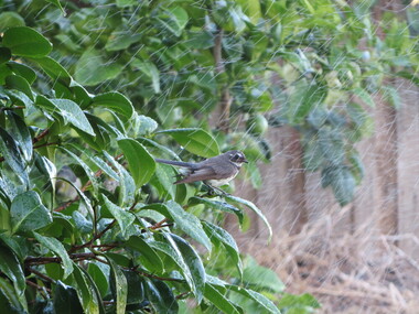 Photograph - Colour, Bird in central Ballarat, 2017, 01/2017