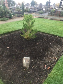 Aleppo Pine, Ballarat Old Cemetery, 2016