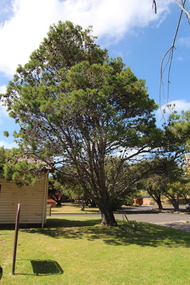 Photographs - Colour, Fort Queenscliffe Aleppo Pine and VC Corner, 2015