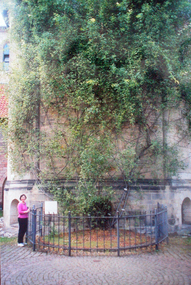 Photograph - Photograph - Colour, Hildersheim Rose, Braunsweig, Germany, 2001, 2001