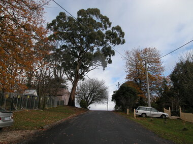 Photograph - Colour, Clare Gervasoni, Zelman Gumtree, Seventh Street, Hepburn Springs, 2004, 28/06/2004