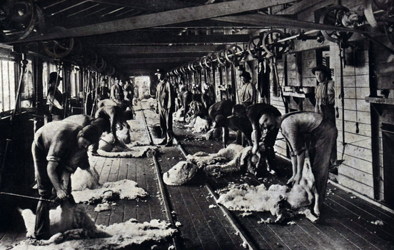 Shearing shed