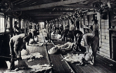Shearing shed