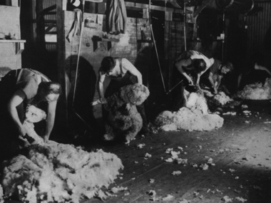 Shearing shed