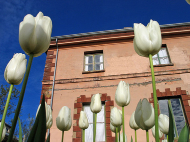 Image looking up through white tulips to the double storey heritage building Villa Parma in Main Road Hepburn Springs