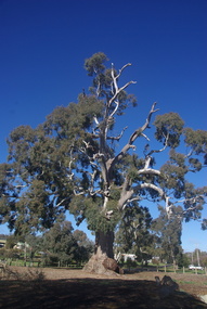 Photograph - Photograph - Colour, Clare Gervasoni, Big Tree, Guildford, Victoria, 2017, 16/07/2017