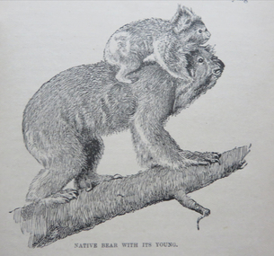 Photograph - Image - Black and White, Koala