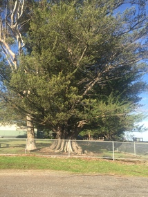 Photograph - Photograph - Colour, Clare Gervasoni, Trees at Drummond State School, 2016, 13/05/2016