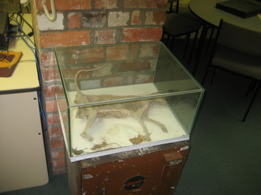 Digital photograph, Mummified cat in display cabinet