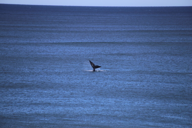 Digital Photos whales and surfers at Logans Beach Whale nursery Warrnambool, L.J. Gervasoni, Whales and surfers at Logans Beach Whale nursery, Warrnambool, 22/07/2017