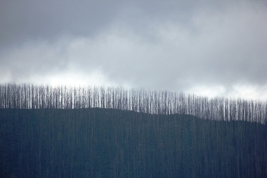 Photograph - Digital Images Marysville post 2009 fires, L.J. Gervasoni, Marysville After the 2009 "Black Saturday" Bushfires, c2010, 2010s