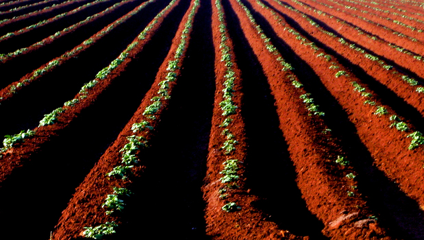 potatoes in red soil