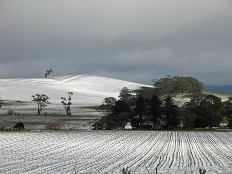 Snow on a paddock