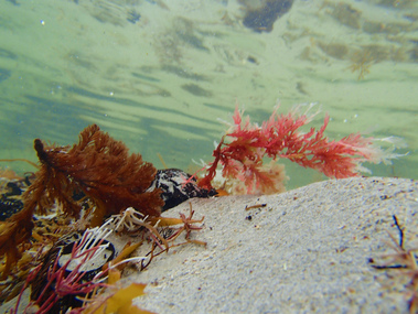 Digital Photograph, L.J. Gervasoni, Seaweed Underwater Port Fairy, 2015