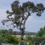 Tree and cemetery