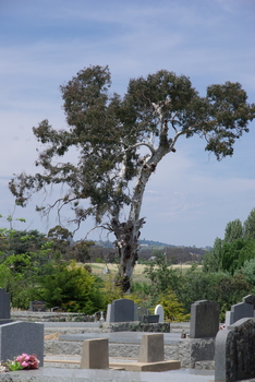 Tree and cemetery