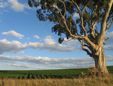 Digital Photograph, L.J. Gervasoni, Potato Crop Growing at Dean, Victoria, c2006, c2006