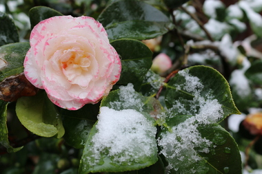 Photograph - Colour, Camelia, Ballarat, 2016