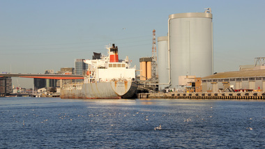 Digital photographs, birds Yarra River Melbourne Docklands, 2015