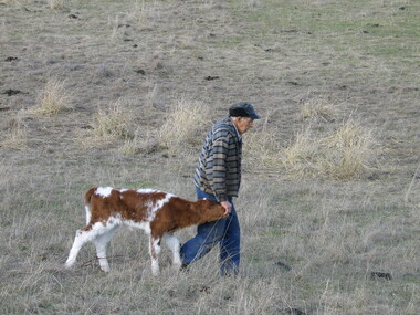 Photograph - Digital Photographs, Vince Gervasont at his Yandoit Creek Farm, 2004, 2004