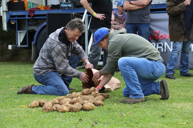 Digital photographs, L.J. Gervasoni, Koroit Irish Festival potato bagging contest, 2015, 2015