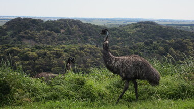 Photograph - Digital photographs, L.J. Gervasoni, Emus at Tower Hill Koroit, 2015