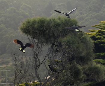 Digital photographs, L.J. Gervasoni, yellow tail black cockatoo apollo bay, c2015
