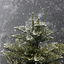 Snow at the Wombat Hill Botanic Gardens, Daylesford