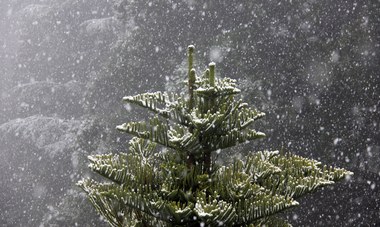 Snow at the Wombat Hill Botanic Gardens, Daylesford