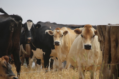 cows