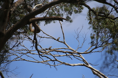 Photograph - Digital photographs, L.J. Gervasoni, Birds at Moyne Station, 2016