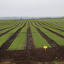 paddocks of vegetables